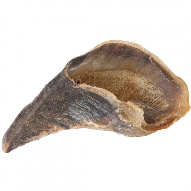 Sabot de Boeuf (gros)