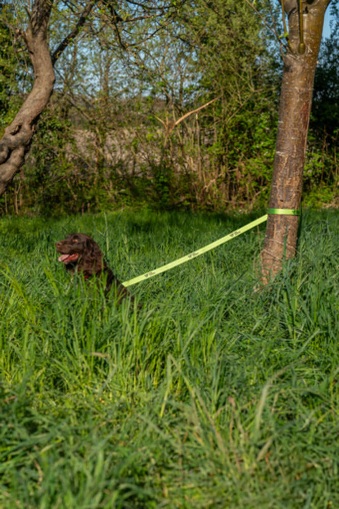 Laisse de traque X-PLORE 200CM