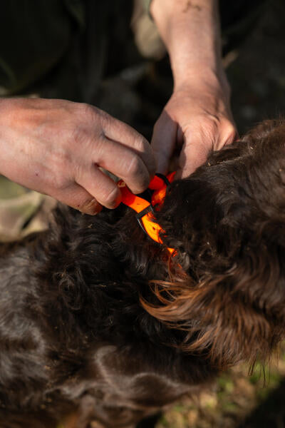 Collier X-PERT (Jaune, Orange, Rose, Vert)