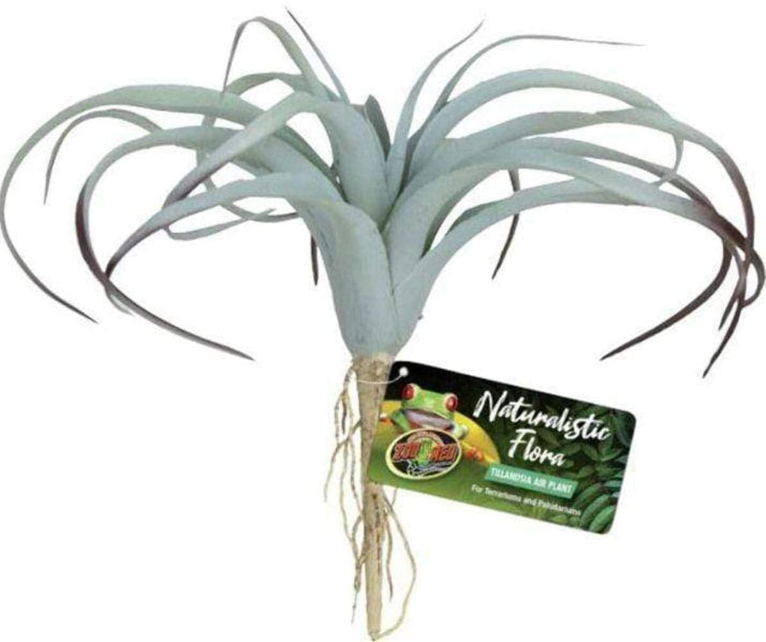 Zoomed Naturalistic Flora Tillandsia Air Plant