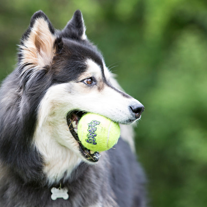KONG SqueakAir Ball Corde