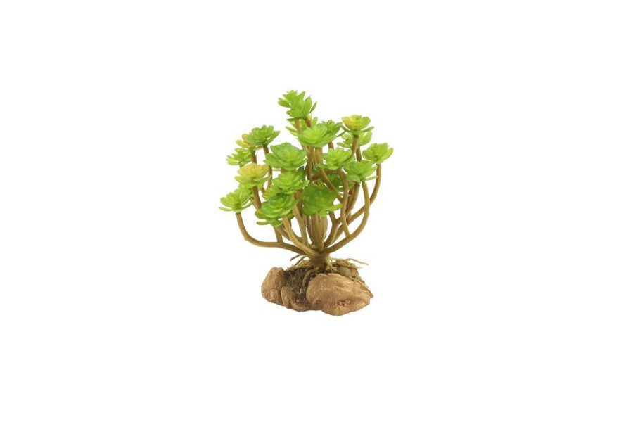 Zoomed Plant Tree Houseleek