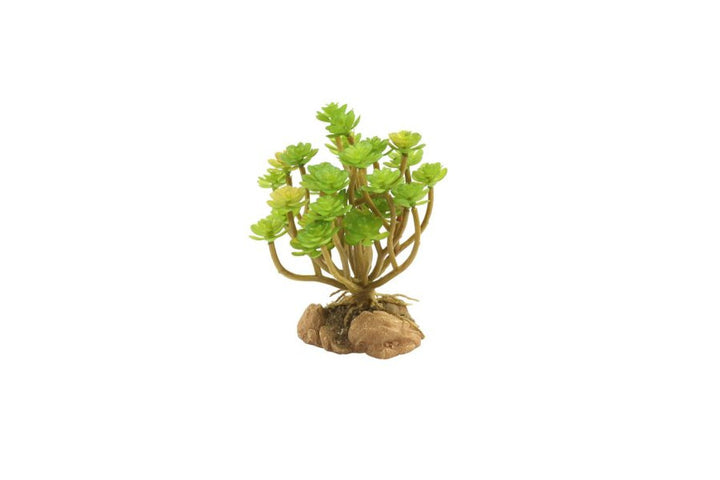 Zoomed Plant Tree Houseleek