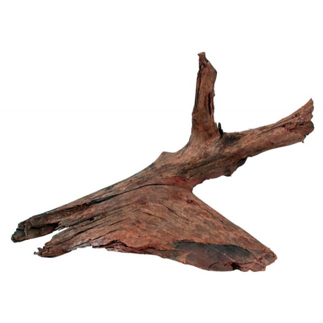Racine Mangrove 40/60cm