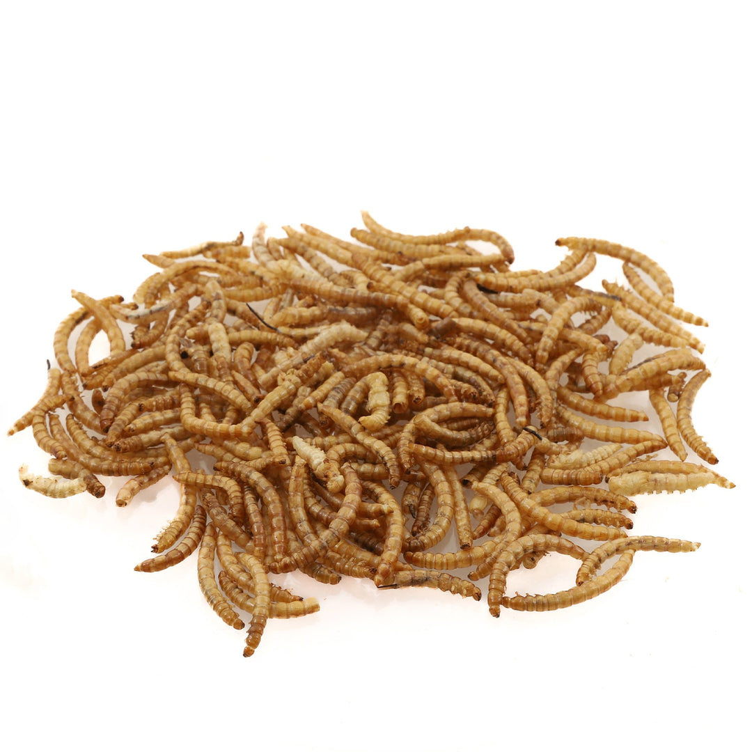 ORYCS Vers de Farine 75g